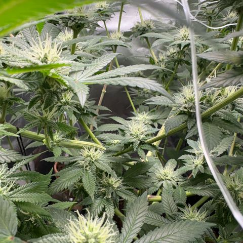 Über-Chocolate  growlog timeline photo