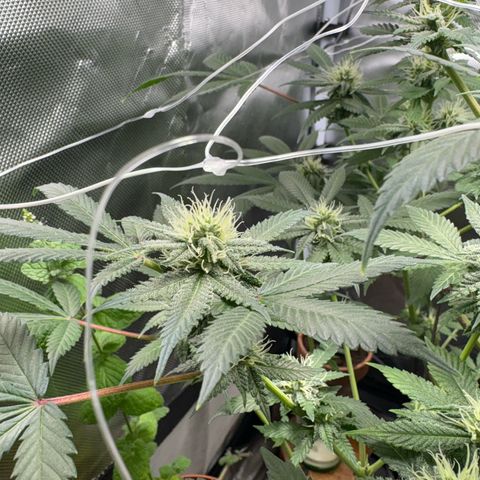 Über-Chocolate  growlog timeline photo