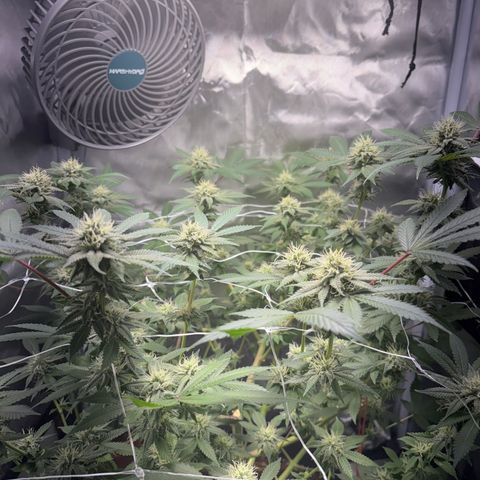 Über-Chocolate  growlog timeline photo