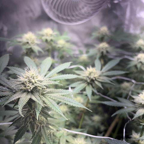 Über-Chocolate  growlog timeline photo