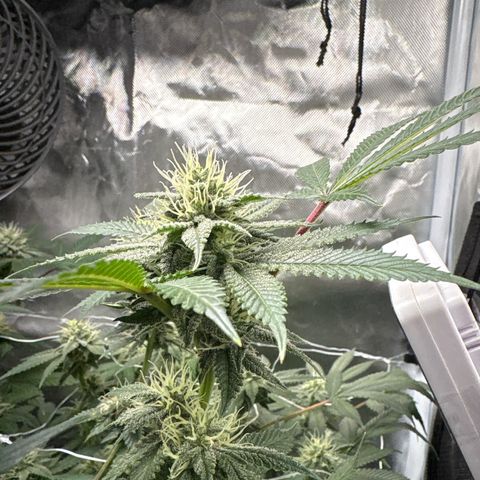 Über-Chocolate  growlog timeline photo
