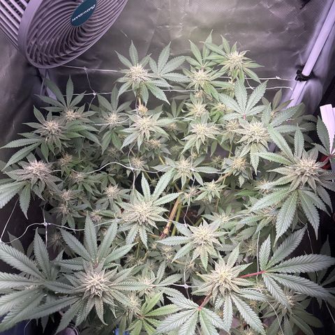 Über-Chocolate  growlog timeline photo
