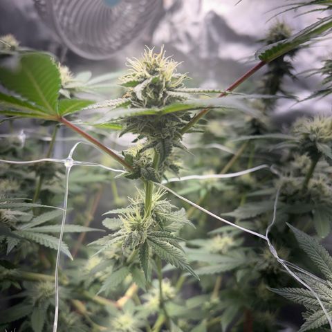 Über-Chocolate  growlog timeline photo