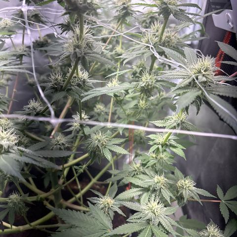 Über-Chocolate  growlog timeline photo