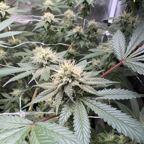 Über-Chocolate  growlog timeline photo