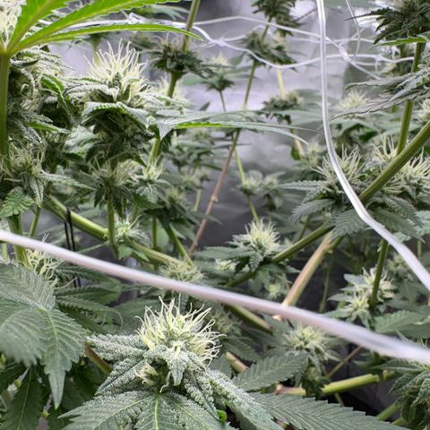 Über-Chocolate  growlog timeline photo