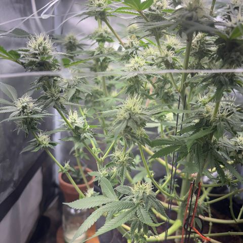 Über-Chocolate  growlog timeline photo