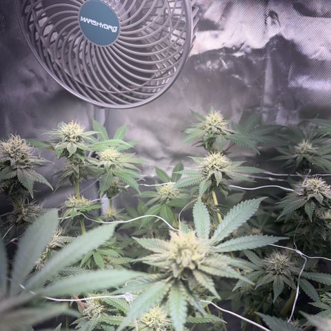 Über-Chocolate  growlog timeline photo