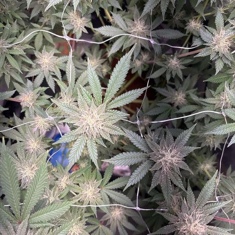 Über-Chocolate  growlog timeline photo