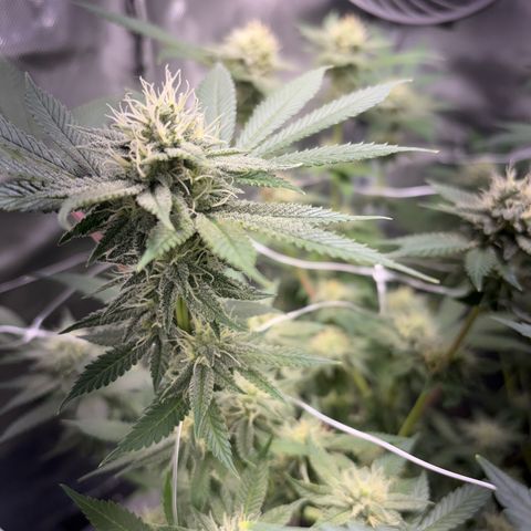 Über-Chocolate  growlog timeline photo