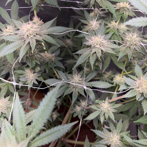 Über-Chocolate  growlog timeline photo