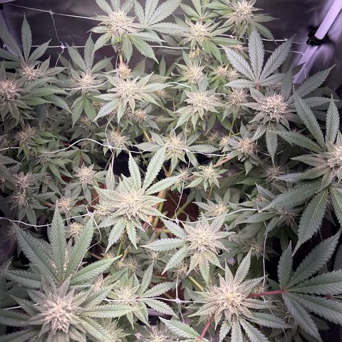 Über-Chocolate  growlog timeline photo