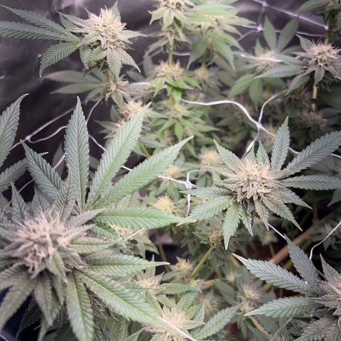 Über-Chocolate  growlog timeline photo