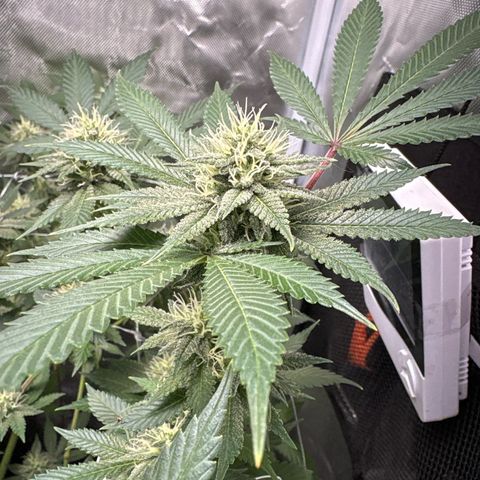 Über-Chocolate  growlog timeline photo