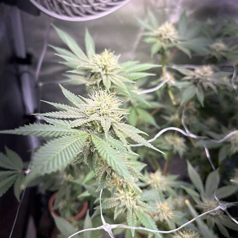 Über-Chocolate  growlog timeline photo