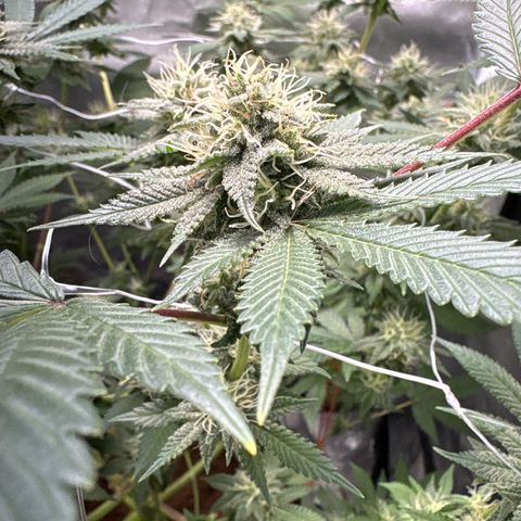 Über-Chocolate  growlog timeline photo