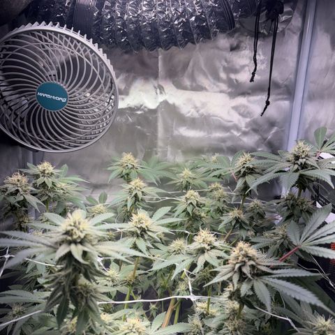 Über-Chocolate  growlog timeline photo