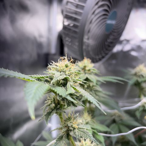 Über-Chocolate  growlog timeline photo