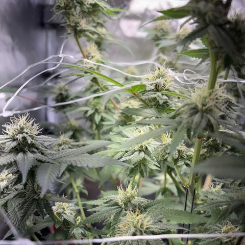 Über-Chocolate  growlog timeline photo