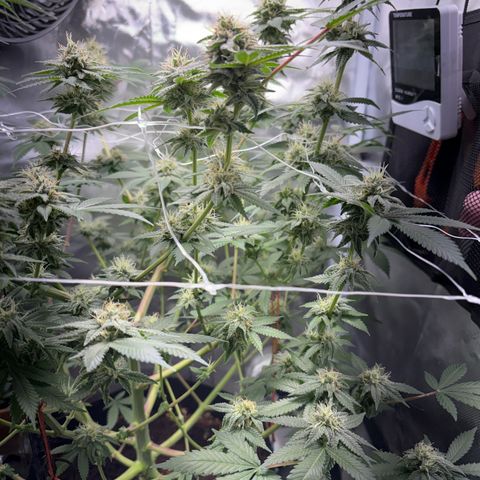 Über-Chocolate  growlog timeline photo
