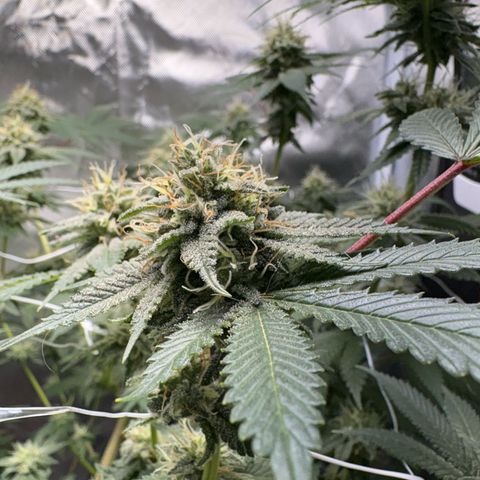 Über-Chocolate  growlog timeline photo