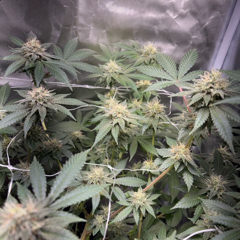 Über-Chocolate  growlog timeline photo