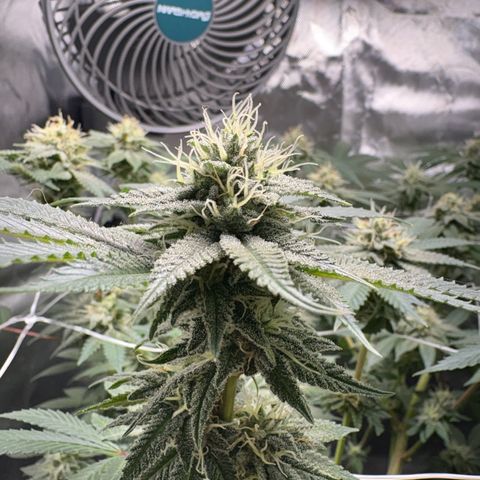 Über-Chocolate  growlog timeline photo