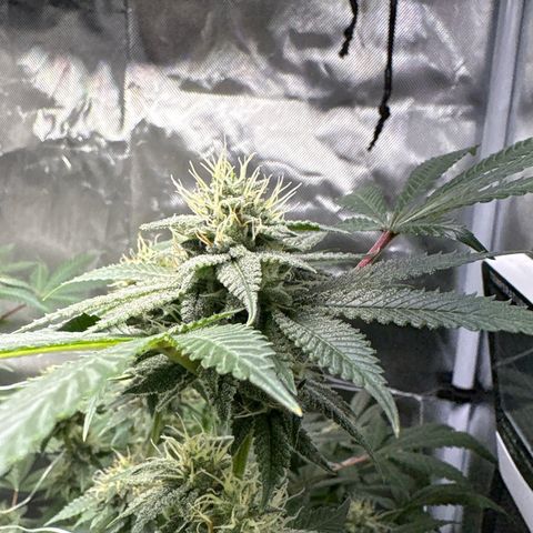 Über-Chocolate  growlog timeline photo