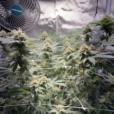 Über-Chocolate  growlog timeline photo