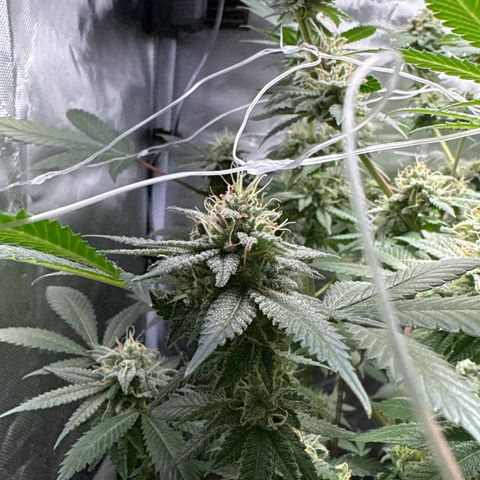 Über-Chocolate  growlog timeline photo