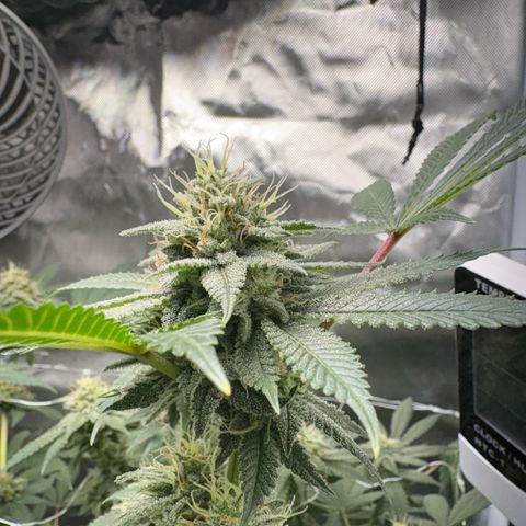 Über-Chocolate  growlog timeline photo