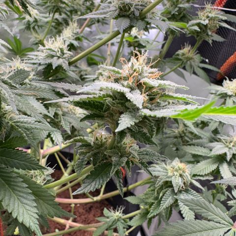 Über-Chocolate  growlog timeline photo