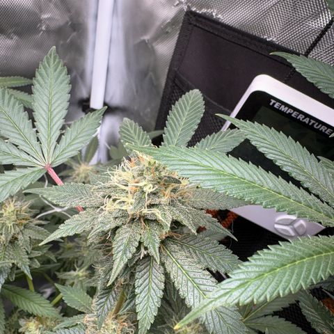 Über-Chocolate  growlog timeline photo
