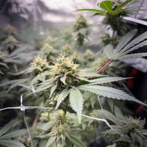 Über-Chocolate  growlog timeline photo