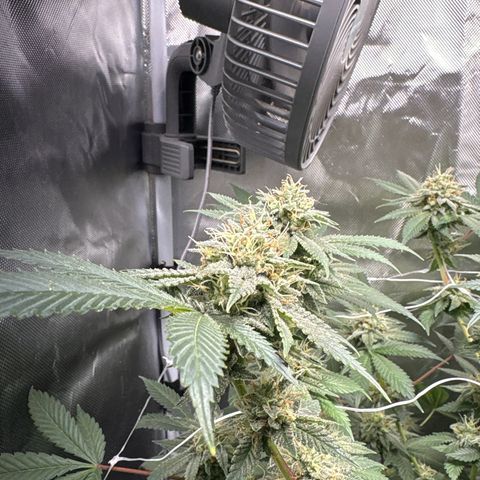 Über-Chocolate  growlog timeline photo