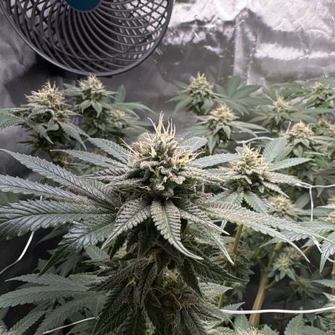 Über-Chocolate  growlog timeline photo