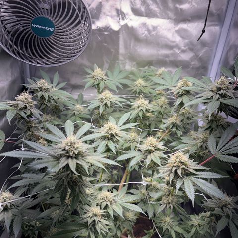 Über-Chocolate  growlog timeline photo