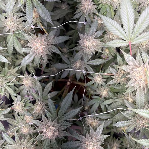 Über-Chocolate  growlog timeline photo