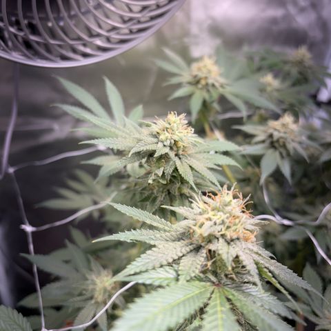 Über-Chocolate  growlog timeline photo