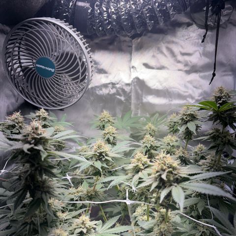Über-Chocolate  growlog timeline photo