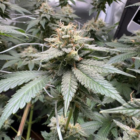 Über-Chocolate  growlog timeline photo