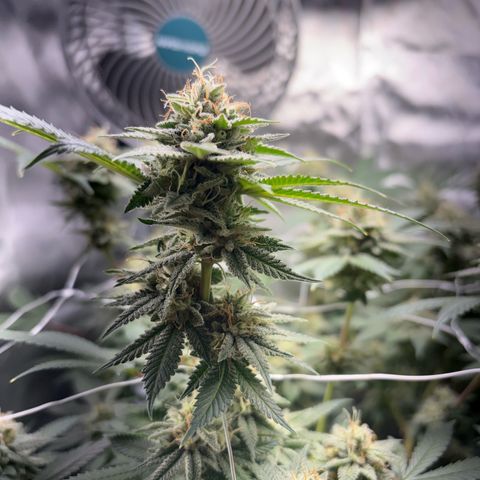 Über-Chocolate  growlog timeline photo