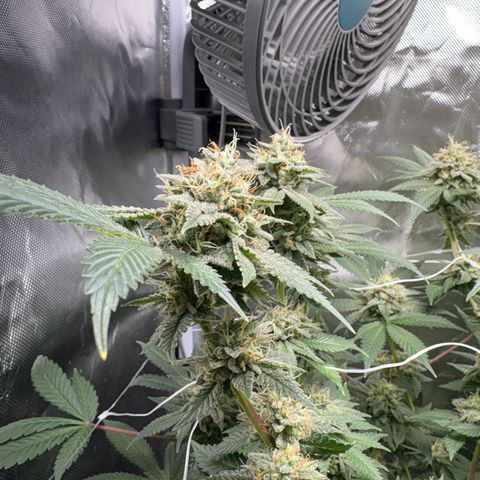 Über-Chocolate  growlog timeline photo