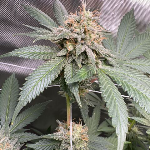 Über-Chocolate  growlog timeline photo