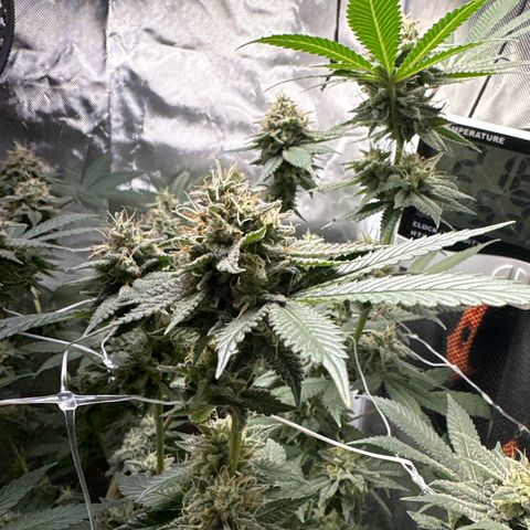 Über-Chocolate  growlog timeline photo