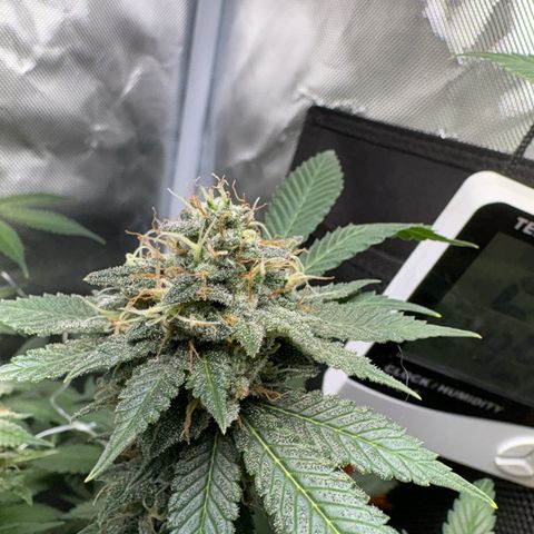 Über-Chocolate  growlog timeline photo