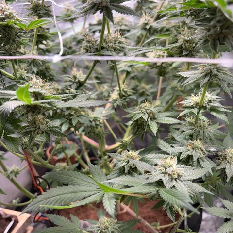 Über-Chocolate  growlog timeline photo