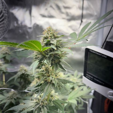 Über-Chocolate  growlog timeline photo