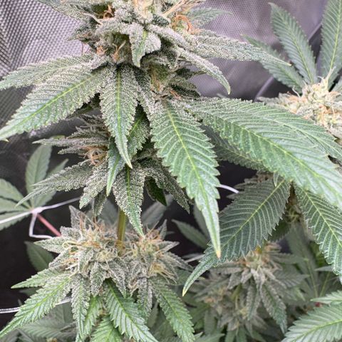 Über-Chocolate  growlog timeline photo