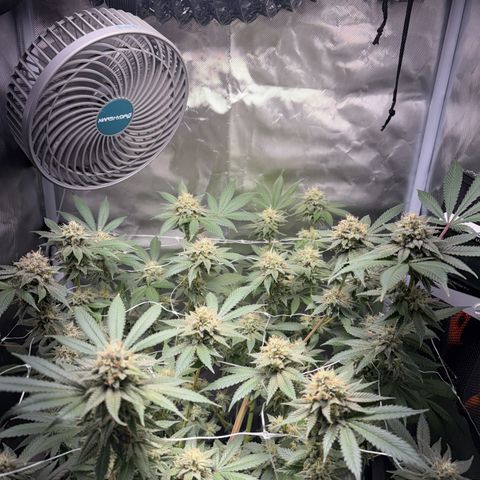 Über-Chocolate  growlog timeline photo